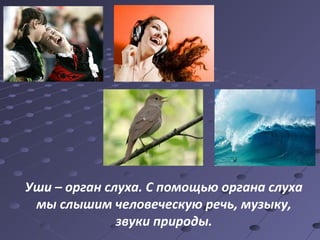 Уши – орган слуха. С помощью органа слуха 
мы слышим человеческую речь, музыку, 
звуки природы. 
 