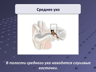 Среднее ухо 
В полости среднего уха находятся слуховые 
косточки. 
 