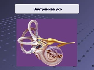 Внутреннее ухо 
 