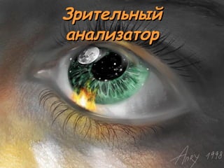 ЗЗррииттееллььнныыйй 
ааннааллииззааттоорр 
 