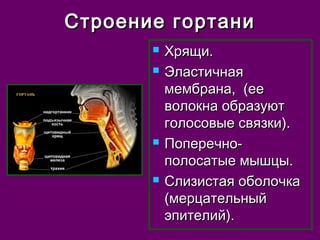 ССттррооееннииее ггооррттааннии 
 ХХрряящщии.. 
 ЭЭллаассттииччннааяя 
ммееммббррааннаа,, ((ееее 
ввооллооккннаа ооббррааззууюютт 
ггооллооссооввыыее ссввяяззккии)).. 
 ППооппееррееччнноо-- 
ппооллооссааттыыее ммыышшццыы.. 
 ССллииззииссттааяя ооббооллооччккаа 
((ммееррццааттееллььнныыйй 
ээппииттееллиийй)).. 
 