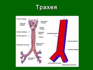 ТТррааххееяя 
 