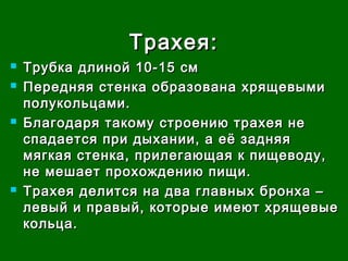 ТТррааххееяя:: 
 ТТррууббккаа ддллиинноойй 1100--1155 ссмм 
 ППеерреедднняяяя ссттееннккаа ооббррааззооввааннаа ххрряящщееввыыммии 
ппооллууккооллььццааммии.. 
 ББллааггооддаарряя ттааккооммуу ссттррооееннииюю ттррааххееяя ннее 
ссппааддааееттссяя ппррии ддыыххааннииии,, аа ееёё ззаадднняяяя 
ммяяггккааяя ссттееннккаа,, ппррииллееггааюющщааяя кк ппиищщееввооддуу,, 
ннее ммеешшааеетт ппррооххоожжддееннииюю ппиищщии.. 
 ТТррааххееяя ддееллииттссяя ннаа ддвваа ггллааввнныыхх ббррооннххаа –– 
ллееввыыйй ии ппррааввыыйй,, ккооттооррыыее ииммееюютт ххрряящщееввыыее 
ккооллььццаа.. 
 