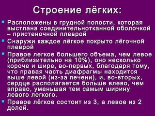 ССттррооееннииее ллёёггккиихх:: 
 РРаассппооллоожжеенныы вв ггрруудднноойй ппооллооссттии,, ккооттооррааяя 
ввыыссттллааннаа ссооееддииннииттееллььннооттккаанннноойй ооббооллооччккоойй 
–– ппррииссттееннооччнноойй ппллеевврроойй 
 ССннаарруужжии ккаажжддооее ллёёггккооее ппооккррыыттоо ллёёггооччнноойй 
ппллеевврроойй 
 ППррааввооее ллееггккооее ббооллььшшееггоо ооббъъееммаа,, ччеемм ллееввооее 
((ппррииббллииззииттееллььнноо ннаа 1100%%)),, оонноо ннеессккооллььккоо 
ккооррооччее ии шшииррее,, ввоо--ппееррввыыхх,, ббллааггооддаарряя ттооммуу,, 
ччттоо ппррааввааяя ччаассттьь ддииааффррааггммыы ннааххооддииттссяя 
ввыышшее ллееввоойй ((иизз--ззаа ппееччееннии)),, ии,, ввоо--ввттооррыыхх,, 
ссееррддццее рраассппооллааггааееттссяя ббооллььшшее ввллееввоо,, ччеемм 
ввппррааввоо,, ууммееннььшшааяя ттеемм ссааммыымм шшииррииннуу 
ллееввооггоо ллееггккооггоо.. 
 ППррааввооее ллёёггккооее ссооссттооиитт иизз 33,, аа ллееввооее иизз 22 
ддооллеейй.. 
 