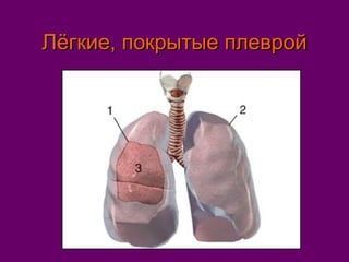 ЛЛёёггккииее,, ппооккррыыттыыее ппллеевврроойй 
 