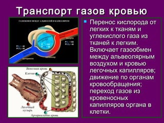 Транспорт ггааззоовв ккррооввььюю 
 ППеерреенноосс ккииссллооррооддаа оотт 
ллееггккиихх кк ттккаанняямм ии 
ууггллееккииссллооггоо ггааззаа иизз 
ттккааннеейй кк ллееггккиимм.. 
ВВккллююччааеетт ггааззооооббммеенн 
ммеежжддуу ааллььввееоолляяррнныымм 
ввооззддууххоомм ии ккррооввььюю 
ллееггооччнныыхх ккааппиилллляярроовв;; 
ддввиижжееннииее ппоо ооррггааннаамм 
ккррооввооооббрраащщеенниияя;; 
ппееррееххоодд ггааззоовв иизз 
ккррооввеенноосснныыхх 
ккааппиилллляярроовв ооррггааннаа вв 
ккллееттккии.. 
 