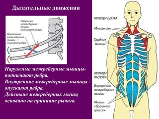 Дыхательные движения 
Наружные межреберные мышцы- 
поднимают ребра. 
Внутренние межреберные мышцы - 
опускают ребра. 
Действие межреберных мышц 
основано на принципе рычага. 
 