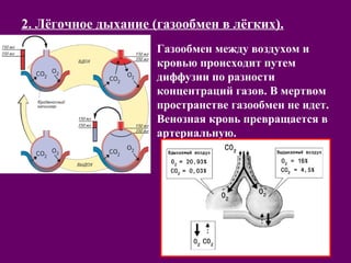 2. Лёгочное дыхание (газообмен в лёгких). 
Газообмен между воздухом и 
кровью происходит путем 
диффузии по разности 
концентраций газов. В мертвом 
пространстве газообмен не идет. 
Венозная кровь превращается в 
артериальную. 
 