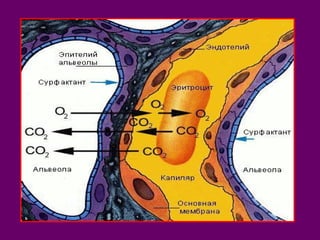 Поскольку в альвеолах 
относительно мало CO2 , он 
выходит из плазмы крови в 
альвеолярный воздух. 
Это влечет за собой 
высвобождение CO2 из 
соединения с гемоглобином 
(HbСO2 ). Кислород 
диффундирует в обратном 
направлении- из воздуха в 
кровь, где интенсивно 
связывается гемоглобином. 
 