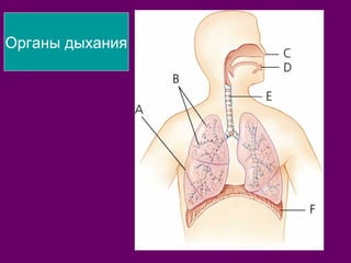 Органы дыхания 
 