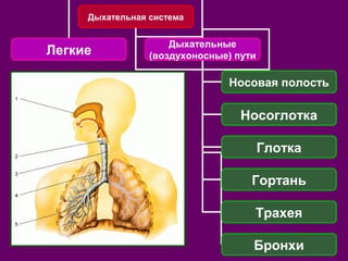 Дыхательная система 
Легкие Дыхательные 
(воздухоносные) пути 
Носовая полость 
Носоглотка 
Глотка 
Гортань 
Трахея 
Бронхи 
 