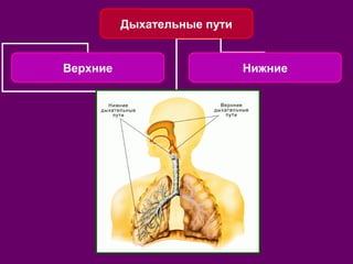 Дыхательные пути 
Верхние Нижние 
 