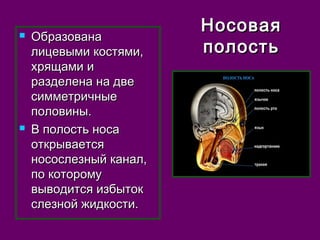 ННооссооввааяя 
ппооллооссттьь  ООббррааззооввааннаа 
ллииццееввыыммии ккооссттяяммии,, 
ххрряящщааммии ии 
ррааззддееллееннаа ннаа ддввее 
ссииммммееттррииччнныыее 
ппооллооввиинныы.. 
 ВВ ппооллооссттьь ннооссаа 
ооттккррыыввааееттссяя 
ннооссооссллееззнныыйй ккааннаалл,, 
ппоо ккооттооррооммуу 
ввыыввооддииттссяя ииззббыыттоокк 
ссллееззнноойй жжииддккооссттии.. 
 