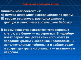 Строение спинного мозга 
Спинной мозг состоит из: 
А) белого вещества, находящегося по краям. 
Б) серого вещества, расположенного в 
центре и имеющего вид крыльев бабочки. 
В сером веществе находятся тела нервных 
клеток, а в белом — их отростки. В передних 
рогах серого вещества спинного мозга (в 
передних крыльях «бабочки») расположены 
исполнительные нейроны, а в задних рогах 
и вокруг центрального канала — вставочные 
нейроны. 
 