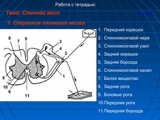 Работа с тетрадью: 
Тема: Спинной мозг Д.З. § 9 
1. Строение спинного мозга 
1. Передний корешок 
2. Спинномозговой нерв 
3. Спинномозговой узел 
4. Задний корешок 
5. Задняя борозда 
6. Спинномозговой канал 
7. Белое вещество 
8. Задние рога 
9. Боковые рога 
10.Передние рога 
11.Передняя борозда 
 