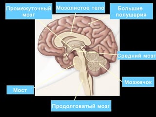 Продолговатый мозг 
Мост 
Средний мозг 
Мозжечок 
Промежуточный 
мозг 
Большие 
полушария 
Мозолистое тело 
 