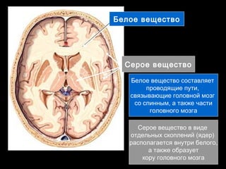 Белое вещество 
Серое вещество 
Белое вещество составляет 
проводящие пути, 
связывающие головной мозг 
со спинным, а также части 
головного мозга 
Серое вещество в виде 
отдельных скоплений (ядер) 
располагается внутри белого, 
а также образует 
кору головного мозга 
 