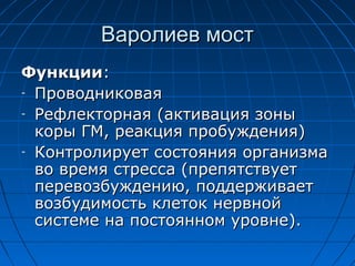ВВааррооллииеевв ммоосстт 
ФФууннккццииии:: 
- ППррооввооддннииккооввааяя 
- РРееффллееккттооррннааяя ((ааккттиивваацциияя ззоонныы 
ккооррыы ГГММ,, ррееааккцциияя ппррооббуужжддеенниияя)) 
- ККооннттррооллииррууеетт ссооссттоояянниияя ооррггааннииззммаа 
ввоо ввррееммяя ссттрреессссаа ((ппррееппяяттссттввууеетт 
ппееррееввооззббуужжддееннииюю,, ппооддддеерржжииввааеетт 
ввооззббууддииммооссттьь ккллееттоокк ннееррввнноойй 
ссииссттееммее ннаа ппооссттоояянннноомм ууррооввннее)).. 
 