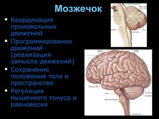 ММооззжжееччоокк 
 ККооооррддииннаацциияя 
ппррооииззввооллььнныыхх 
ддввиижжеенниийй 
 ППррооггррааммммииррооввааннииее 
ддввиижжеенниийй 
((ррееааллииззаацциияя 
ззааммыыссллаа ддввиижжеенниийй)) 
 ССооххррааннееннииее 
ппооллоожжеенниияя ттееллаа вв 
ппррооссттррааннссттввее 
 РРееггуулляяцциияя 
ммыышшееччннооггоо ттооннууссаа ии 
ррааввннооввеессиияя 
 