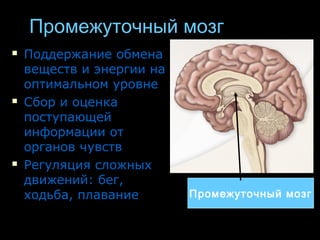 ППррооммеежжууттооччнныыйй ммооззгг 
 ППооддддеерржжааннииее ооббммееннаа 
ввеещщеессттвв ии ээннееррггииии ннаа 
ооппттииммааллььнноомм ууррооввннее 
 ССббоорр ии ооццееннккаа 
ппооссттууппааюющщеейй 
ииннффооррммааццииии оотт 
ооррггаанноовв ччууввссттвв 
 РРееггуулляяцциияя ссллоожжнныыхх 
ддввиижжеенниийй:: ббеегг,, 
ххооддььббаа,, ппллааввааннииее Промежуточный мозг 
 
