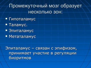 Промежуточный ммооззгг ооббррааззууеетт 
ннеессккооллььккоо ззоонн:: 
 ГГииппооттааллааммуусс 
 ТТааллааммуусс.. 
 ЭЭппииттааллааммуусс 
 ММееттааттааллааммуусс 
ЭЭппииттааллааммуусс –– ссввяяззаанн сс ээппииффииззоомм,, 
ппррииннииммааеетт ууччаассттииее вв ррееггуулляяццииии 
ббииооррииттммоовв 
 