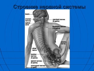 ССттррооееннииее ннееррввнноойй ссииссттееммыы 
 