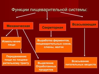 ФФууннккццииии ппиищщееввааррииттееллььнноойй ссииссттееммыы:: 
Механическая Секреторная 
Всасывающая 
Измельчение 
пищи 
Выработка ферментов, 
пищеварительных соков, 
слюны, желчи 
Передвижение 
пищи по пищева- 
рительному тракту Выделение 
Отработанных 
продуктов 
Всасывание 
питательных веществ 
 