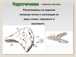 – парные железы 
Расположены на верхних 
полюсах почек и состоящие из 
двух слоев: коркового и 
мозгового. 
 