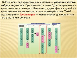 3) Еще один вид хромосомных мутаций — удвоение какого- 
нибудь ее участка. При этом часть генов будет встречаться в 
хромосоме несколько раз. Например, у дрозофилы в одной из 
хромосом нашли восьмикратно повторяющийся ген. Такой 
вид мутаций — дупликация — менее опасен для организма, 
чем утрата или делеция. 
 