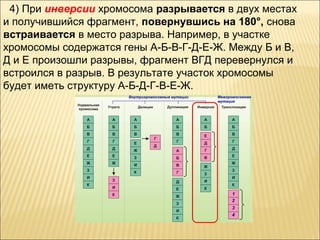 4) При инверсии хромосома разрывается в двух местах 
и получившийся фрагмент, повернувшись на 180°, снова 
встраивается в место разрыва. Например, в участке 
хромосомы содержатся гены А-Б-В-Г-Д-Е-Ж. Между Б и В, 
Д и Е произошли разрывы, фрагмент ВГД перевернулся и 
встроился в разрыв. В результате участок хромосомы 
будет иметь структуру А-Б-Д-Г-В-Е-Ж. 
 