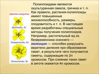 Полиплоидами являются 
окультуренная свекла, гречиха и т. п. 
Как правило, растения-полиплоиды 
имеют повышенные 
жизнеспособность, размеры, 
плодовитость и т. п. В настоящее 
время разработаны специальные 
методы получения полиплоидов. 
Например, растительный яд из 
безвременника осеннего — 
колхицин — способен разрушать 
веретено деления при образовании 
гамет, в результате чего получаются 
гаметы, содержащие по 2n 
хромосом. При слиянии таких гамет 
в зиготе окажется 4n хромосом. 
 