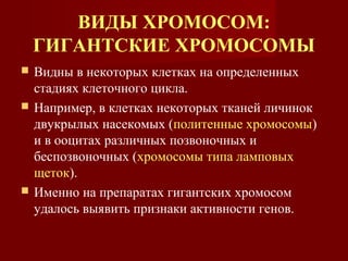 ВИДЫ ХРОМОСОМ: 
ГИГАНТСКИЕ ХРОМОСОМЫ 
 Видны в некоторых клетках на определенных 
стадиях клеточного цикла. 
 Например, в клетках некоторых тканей личинок 
двукрылых насекомых (политенные хромосомы) 
и в ооцитах различных позвоночных и 
беспозвоночных (хромосомы типа ламповых 
щеток). 
 Именно на препаратах гигантских хромосом 
удалось выявить признаки активности генов. 
 
