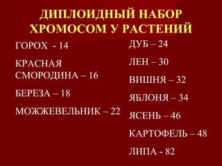 ДИПЛОИДНЫЙ НАБОР 
ХРОМОСОМ У РАСТЕНИЙ 
ГОРОХ - 14 
КРАСНАЯ 
СМОРОДИНА – 16 
БЕРЕЗА – 18 
МОЖЖЕВЕЛЬНИК – 22 
ДУБ – 24 
ЛЕН – 30 
ВИШНЯ – 32 
ЯБЛОНЯ – 34 
ЯСЕНЬ – 46 
КАРТОФЕЛЬ – 48 
ЛИПА - 82 
 