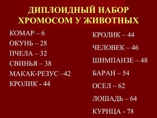 ДИПЛОИДНЫЙ НАБОР 
ХРОМОСОМ У ЖИВОТНЫХ 
КОМАР – 6 
ОКУНЬ – 28 
ПЧЕЛА – 32 
СВИНЬЯ – 38 
МАКАК-РЕЗУС –42 
КРОЛИК - 44 
КРОЛИК – 44 
ЧЕЛОВЕК – 46 
ШИМПАНЗЕ – 48 
БАРАН – 54 
ОСЕЛ – 62 
ЛОШАДЬ – 64 
КУРИЦА - 78 
 