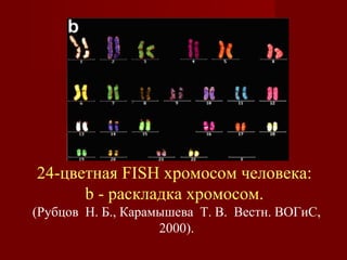 24-цветная FISH хромосом человека: 
b - pаскладка хромосом. 
(Рубцов Н. Б., Карамышева Т. В. Вестн. ВОГиС, 
2000). 
 