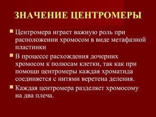 ЗНАЧЕНИЕ ЦЕНТРОМЕРЫ 
 Центромера играет важную роль при 
расположении хромосом в виде метафазной 
пластинки 
 В процессе расхождения дочерних 
хромосом к полюсам клетки, так как при 
помощи центромеры каждая хроматида 
соединяется с нитями веретена деления. 
 Каждая центромера разделяет хромосому 
на два плеча. 
 