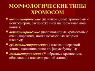 МОРФОЛОГИЧЕСКИЕ ТИПЫ 
ХРОМОСОМ 
 телоцентрические (палочковидные хромосомы с 
центромерой, расположенной на проксимальном 
конце); 
 акроцентрические (палочковидные хромосомы с 
очень коротким, почти незаметным вторым 
плечом); 
 субметацентрические (с плечами неравной 
длины, напоминающие по форме букву L); 
 метацентрические (V-образные хромосомы, 
обладающие плечами равной длины). 
 