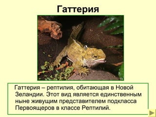 Гаттерия 
Гаттерия – рептилия, обитающая в Новой 
Зеландии. Этот вид является единственным 
ныне живущим представителем подкласса 
Первоящеров в классе Рептилий. 
 