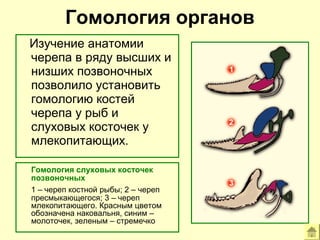 Гомология органов 
Изучение анатомии 
черепа в ряду высших и 
низших позвоночных 
позволило установить 
гомологию костей 
черепа у рыб и 
слуховых косточек у 
млекопитающих. 
Гомология слуховых косточек 
позвоночных 
1 – череп костной рыбы; 2 – череп 
пресмыкающегося; 3 – череп 
млекопитающего. Красным цветом 
обозначена наковальня, синим – 
молоточек, зеленым – стремечко 
 