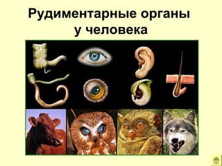 Рудиментарные органы 
у человека 
 