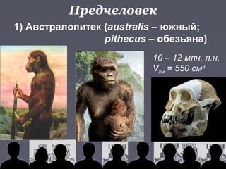 Предчеловек 
1) Австралопитек (australis – южный; 
pithecus – обезьяна) 
10 – 12 млн. л.н. 
Vгм = 550 см3 
 