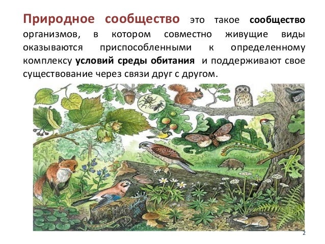 Сообщение о природном сообществе животные. Сообщение о природном сообществе животные