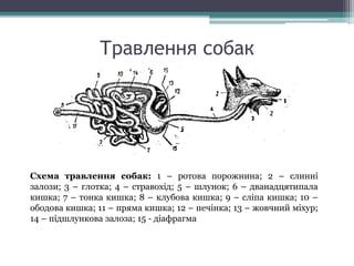 Травлення собак 
Схема травлення собак: 1 – ротова порожнина; 2 – слинні 
залози; 3 – глотка; 4 – стравохід; 5 – шлунок; 6 – дванадцятипала 
кишка; 7 – тонка кишка; 8 – клубова кишка; 9 – сліпа кишка; 10 – 
ободова кишка; 11 – пряма кишка; 12 – печінка; 13 – жовчний міхур; 
14 – підшлункова залоза; 15 - діафрагма 
 