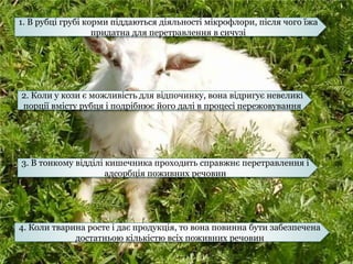 1. В рубці грубі корми піддаються діяльності мікрофлори, після чого їжа 
придатна для перетравлення в сичузі 
Травлення кіз 
2. Коли у кози є можливість для відпочинку, вона відригує невеликі 
порції вмісту рубця і подрібнює його далі в процесі пережовування 
3. В тонкому відділі кишечника проходить справжнє перетравлення і 
адсорбція поживних речовин 
4. Коли тварина росте і дає продукція, то вона повинна бути забезпечена 
достатньою кількістю всіх поживних речовин 
 