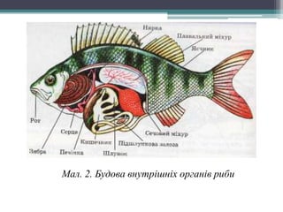 Мал. 2. Будова внутрішніх органів риби 
 