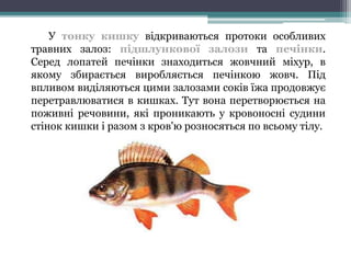 У тонку кишку відкриваються протоки особливих 
травних залоз: підшлункової залози та печінки. 
Серед лопатей печінки знаходиться жовчний міхур, в 
якому збирається виробляється печінкою жовч. Під 
впливом виділяються цими залозами соків їжа продовжує 
перетравлюватися в кишках. Тут вона перетворюється на 
поживні речовини, які проникають у кровоносні судини 
стінок кишки і разом з кров'ю розносяться по всьому тілу. 
 