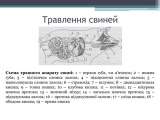 Травлення свиней 
Схема травного апарату свині: 1 – верхня губа, чи п'ятачок; 2 – нижня 
губа; 3 – під'язична слинна залоза; 4 – підщелепна слинна залоза; 5 – 
навколовушна слинна залоза; 6 – стравохід; 7 – шлунок; 8 – дванадцятипала 
кишка; 9 – тонка кишка; 10 – клубова кишка; 11 – печінка; 12 – міхурова 
жовчна протока; 13 – жовчний міхур; 14 – загальна жовчна протока; 15 – 
підшлункова залоза; 16 – протока підшлункової залози; 17 – сліпа кишка; 18 – 
ободова кишка; 19 – пряма кишка 
 