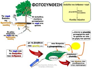 ΦΩΤΟΣΥΝΘΕΣΗ 
ΘΡΕΠΤΙΚΕΣ 
ΟΥΣΙΕΣ 
Το νερό 
διαλύει 
τις 
θρεπτικές 
ουσίες 
Οι ρίζες 
παίρνουν 
το νερό και τις 
θρεπτικές 
ουσίες 
Οι ξυλώδεις 
σωλήνες 
μεταφέρουν 
το νερό στα 
φύλλα 
Διοξείδιο του άνθρακα + νερό 
που δεσμεύει 
η χλωροφύλλη… 
ΓΛΥΚΟΖΗ 
με τη βοήθεια 
του φωτός … 
Το νερό και 
το διοξείδιο 
του άνθρακα 
ΧΛΩΡΟΦΥΛΛΗ 
Ηλιακή 
ακτινοβολία 
χλωροφύλλη 
Γλυκόζη +οξυγόνο 
…έπειτα η γλυκόζη 
μεταφέρεται από 
τα φύλλα σε όλα 
τα μέρη του φυτού 
παράγουν 
γλυκόζη 
και οξυγόνο, που 
ελευθερώνεται 
στην ατμόσφαιρα 
Δημήτρης Καρατζάς, Βιολόγος, Msc, 
Υποψήφιος Διδάκτορας 
 