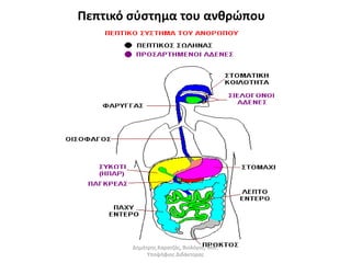 Πεπτικό σύστημα του ανθρώπου 
Δημήτρης Καρατζάς, Βιολόγος, Msc, 
Υποψήφιος Διδάκτορας 
 