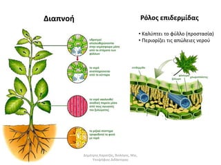 Διαπνοή Ρόλος επιδερμίδας 
• Καλύπτει το φύλλο (προστασία) 
• Περιορίζει τις απώλειες νερού 
Δημήτρης Καρατζάς, Βιολόγος, Msc, 
Υποψήφιος Διδάκτορας 
 